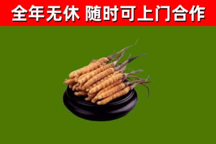 新洲烟酒回收冬虫夏草.jpg